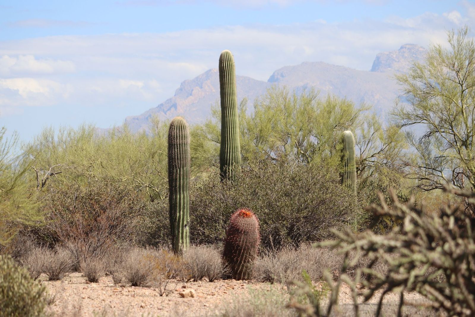 Saguaro cactus desert landscape in Arizona