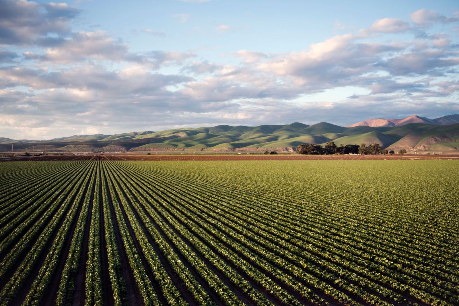 Aerial view of California Central Valley crop rows